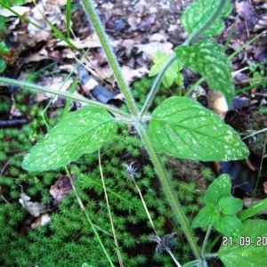 Photographie n°213345 du taxon Clinopodium vulgare L.