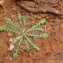  Genevieve Botti - Crepis leontodontoides All. [1789]