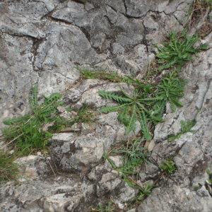 Photographie n°213358 du taxon Crepis leontodontoides All. [1789]