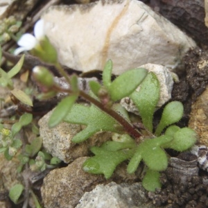 Photographie n°213368 du taxon Saxifraga tridactylites L. [1753]