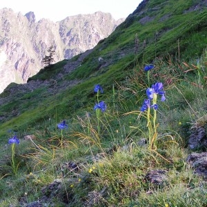 Photographie n°213399 du taxon Iris latifolia (Mill.) Voss [1895]