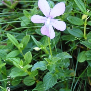 Photographie n°213403 du taxon Viola cornuta L. [1763]