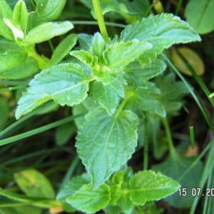 Photographie n°213404 du taxon Viola cornuta L. [1763]