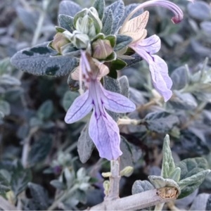 Photographie n°213416 du taxon Teucrium fruticans L. [1753]