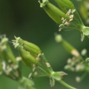 Photographie n°213428 du taxon Chaerophyllum temulum L. [1753]