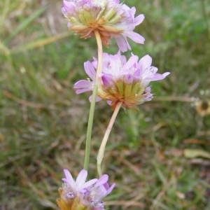 Photographie n°213448 du taxon Armeria arenaria (Pers.) Schult. [1820]