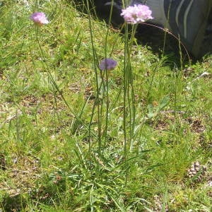 Photographie n°213449 du taxon Armeria arenaria (Pers.) Schult. [1820]