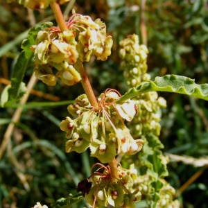 Photographie n°213461 du taxon Rumex crispus L. [1753]