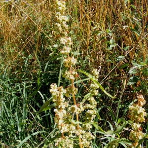 Photographie n°213462 du taxon Rumex crispus L. [1753]