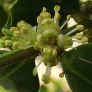 Photographie n°213515 du taxon Buxus sempervirens var. suffruticosa L. [1753]