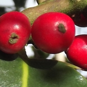 Photographie n°213517 du taxon Ilex aquifolium L. [1753]