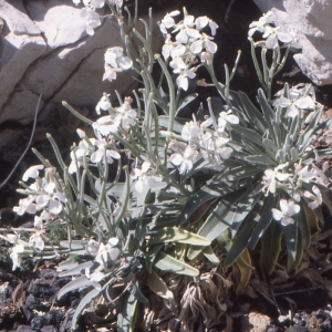 Photographie n°213534 du taxon Matthiola incana (L.) R.Br. [1812]