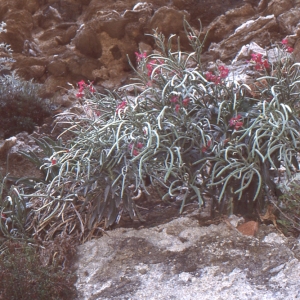 Photographie n°213541 du taxon Matthiola incana (L.) R.Br. [1812]