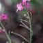  Liliane Roubaudi - Matthiola tricuspidata (L.) R.Br. [1812]