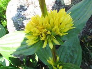 Joceline Chappert-bessiere, le 16 août 2013 (Arrens-Marsous (LA CLAOU))