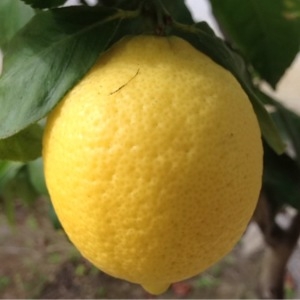 Photographie n°213576 du taxon Citrus limon (L.) Burm.f. [1768]