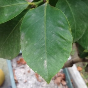 Photographie n°213578 du taxon Citrus limon (L.) Burm.f. [1768]