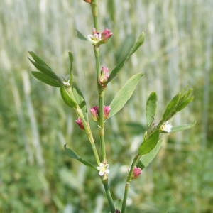 Photographie n°213598 du taxon Polygonum aviculare L.