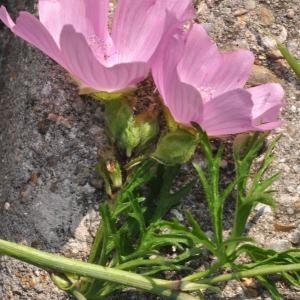 Photographie n°213604 du taxon Malva moschata L. [1753]