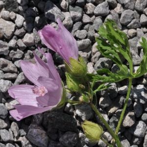 Photographie n°213605 du taxon Malva moschata L. [1753]