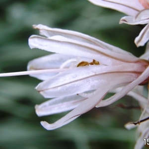 Photographie n°213627 du taxon Asphodelus albus Mill. [1768]