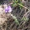  Alain Bigou - Linaria alpina subsp. aciculifolia Braun-Blanq. [1945]