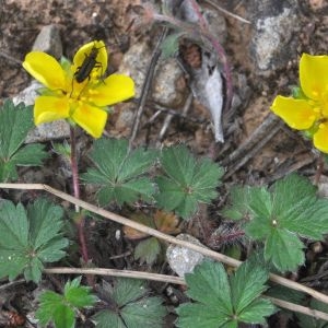 Photographie n°213688 du taxon Potentilla neumanniana Rchb. [1832]