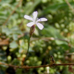 Photographie n°213745 du taxon Petrorhagia saxifraga (L.) Link