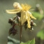  Liliane Roubaudi - Hypericum richeri subsp. burseri (DC.) Nyman [1878]