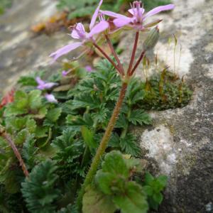 Photographie n°213762 du taxon Erodium cicutarium subsp. cicutarium