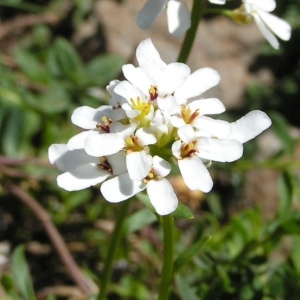 Photographie n°213770 du taxon Iberis sempervirens L. [1753]