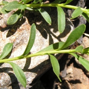 Photographie n°213772 du taxon Iberis sempervirens L. [1753]