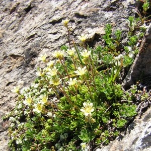  - Saxifraga exarata subsp. pseudoexarata (Braun-Blanq.) D.A.Webb [1987]