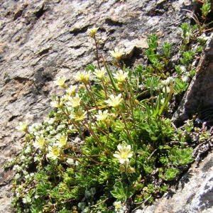 Saxifraga exarata subsp. pseudoexarata (Braun-Blanq.) D.A.Webb (Saxifrage)