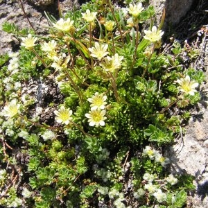  - Saxifraga exarata subsp. pseudoexarata (Braun-Blanq.) D.A.Webb [1987]