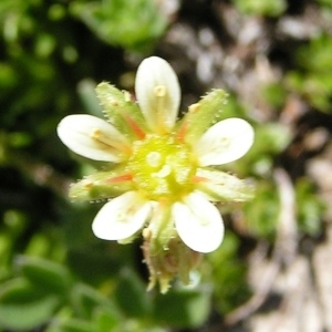  - Saxifraga exarata subsp. pseudoexarata (Braun-Blanq.) D.A.Webb [1987]