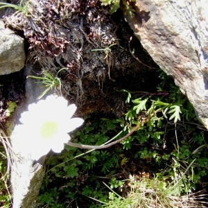 Photographie n°213818 du taxon Anthemis cretica subsp. cretica