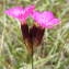  Jean-Claude Calais - Dianthus carthusianorum L.