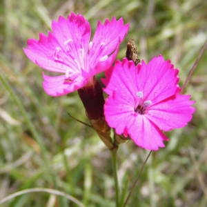 Photographie n°213834 du taxon Dianthus carthusianorum L.