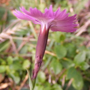 Photographie n°213841 du taxon Dianthus seguieri subsp. pseudocollinus (P.Fourn.) Jauzein [2010]