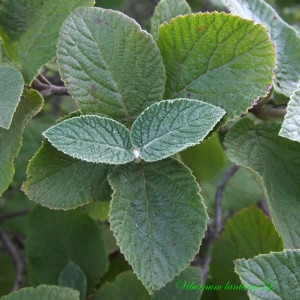 Photographie n°213844 du taxon Viburnum lantana L. [1753]