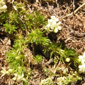 Galium pyrenaicum Gouan (Gaillet des Pyrénées)