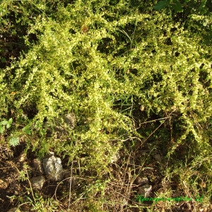 Photographie n°213914 du taxon Asparagus acutifolius L. [1753]