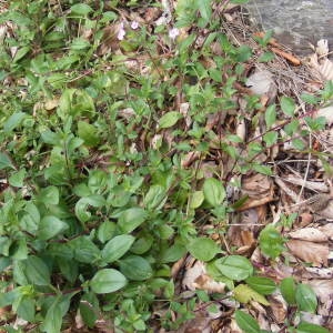 Photographie n°213918 du taxon Saponaria ocymoides L.