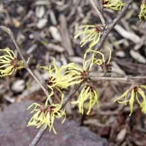 Photographie n°213920 du taxon Hamamelis virginiana L. [1753]