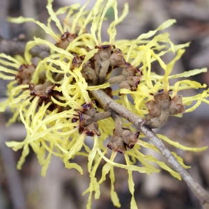 Photographie n°213922 du taxon Hamamelis virginiana L. [1753]