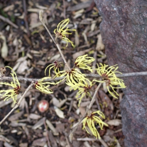 Photographie n°213924 du taxon Hamamelis virginiana L. [1753]