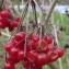  Jean-Claude Echardour - Viburnum opulus L. [1753]