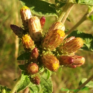 Bernard Andrieu, le 22 août 2013 (La Tour-sur-Orb (Le Causse d'Agard))