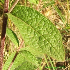 Bernard Andrieu, le 22 août 2013 (La Tour-sur-Orb (Le Causse d'Agard))